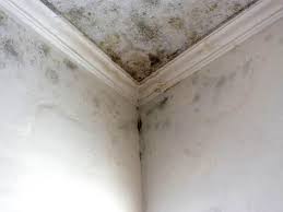 Reliable The Hills, NJ Mold Removal Solutions